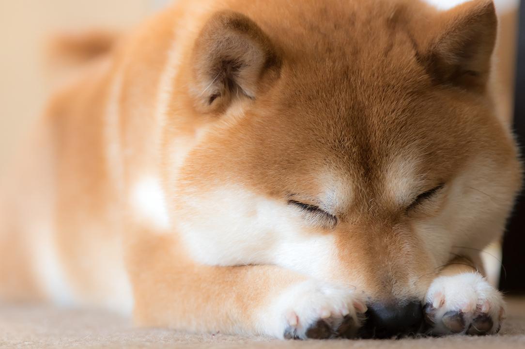 må hunde få ost må hunde få ost